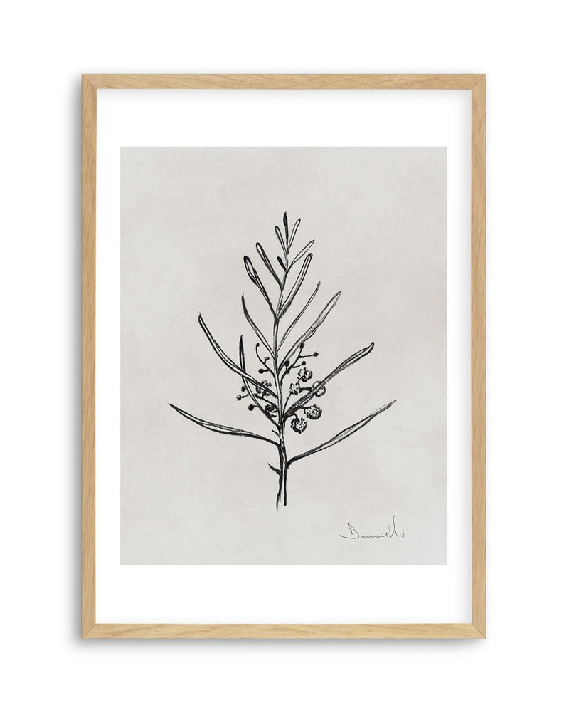 Blackwood Sapling by Dan Hobday Art Print-PRINT-Olive et Oriel-Dan Hobday-A5 | 5.8" x 8.3" | 14.8 x 21cm-Oak-With White Border-Buy-Australian-Art-Prints-Online-with-Olive-et-Oriel-Your-Artwork-Specialists-Austrailia-Decorate-With-Coastal-Photo-Wall-Art-Prints-From-Our-Beach-House-Artwork-Collection-Fine-Poster-and-Framed-Artwork