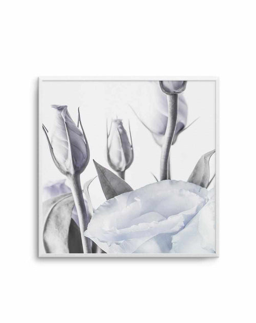 Blue Lisianthus II | SQ Art Print-PRINT-Olive et Oriel-Olive et Oriel-Buy-Australian-Art-Prints-Online-with-Olive-et-Oriel-Your-Artwork-Specialists-Austrailia-Decorate-With-Coastal-Photo-Wall-Art-Prints-From-Our-Beach-House-Artwork-Collection-Fine-Poster-and-Framed-Artwork