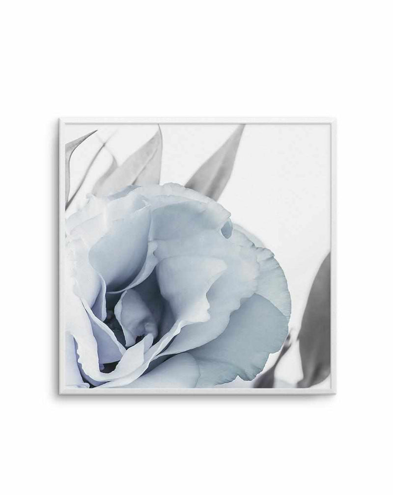 Blue Lisianthus III | SQ Art Print-PRINT-Olive et Oriel-Olive et Oriel-Buy-Australian-Art-Prints-Online-with-Olive-et-Oriel-Your-Artwork-Specialists-Austrailia-Decorate-With-Coastal-Photo-Wall-Art-Prints-From-Our-Beach-House-Artwork-Collection-Fine-Poster-and-Framed-Artwork