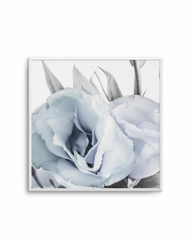 Blue Lisianthus IV | SQ Art Print-PRINT-Olive et Oriel-Olive et Oriel-Buy-Australian-Art-Prints-Online-with-Olive-et-Oriel-Your-Artwork-Specialists-Austrailia-Decorate-With-Coastal-Photo-Wall-Art-Prints-From-Our-Beach-House-Artwork-Collection-Fine-Poster-and-Framed-Artwork