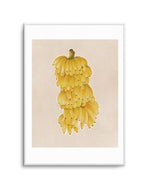 Bunch of Bananas Art Print-PRINT-Olive et Oriel-Olive et Oriel-Buy-Australian-Art-Prints-Online-with-Olive-et-Oriel-Your-Artwork-Specialists-Austrailia-Decorate-With-Coastal-Photo-Wall-Art-Prints-From-Our-Beach-House-Artwork-Collection-Fine-Poster-and-Framed-Artwork