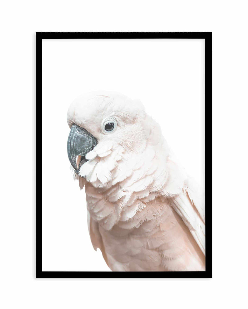 Cockatoo on White Art Print-PRINT-Olive et Oriel-Olive et Oriel-A5 | 5.8" x 8.3" | 14.8 x 21cm-Black-With White Border-Buy-Australian-Art-Prints-Online-with-Olive-et-Oriel-Your-Artwork-Specialists-Austrailia-Decorate-With-Coastal-Photo-Wall-Art-Prints-From-Our-Beach-House-Artwork-Collection-Fine-Poster-and-Framed-Artwork