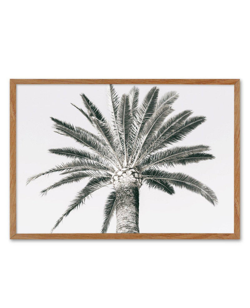 Cannes Palm | LS Art Print-PRINT-Olive et Oriel-Olive et Oriel-50x70 cm | 19.6" x 27.5"-Walnut-With White Border-Buy-Australian-Art-Prints-Online-with-Olive-et-Oriel-Your-Artwork-Specialists-Austrailia-Decorate-With-Coastal-Photo-Wall-Art-Prints-From-Our-Beach-House-Artwork-Collection-Fine-Poster-and-Framed-Artwork