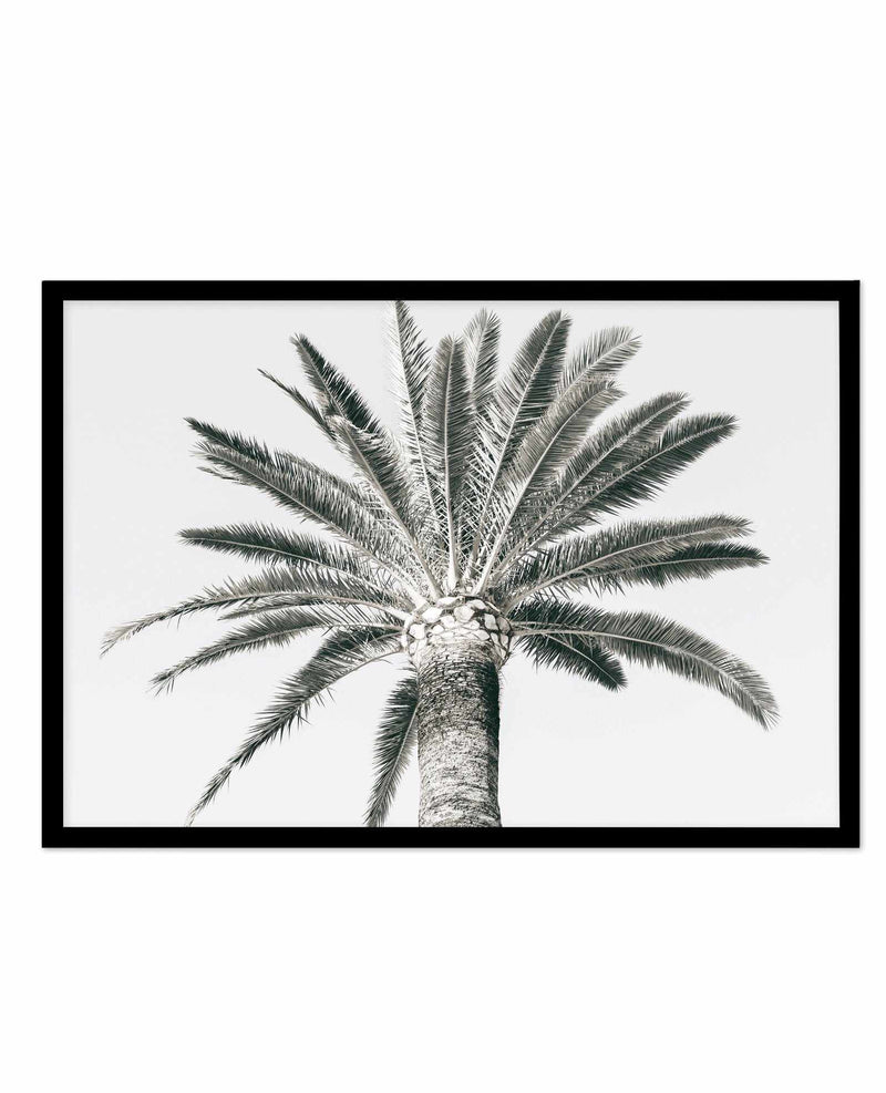 Cannes Palm | LS Art Print-PRINT-Olive et Oriel-Olive et Oriel-A5 | 5.8" x 8.3" | 14.8 x 21cm-Black-With White Border-Buy-Australian-Art-Prints-Online-with-Olive-et-Oriel-Your-Artwork-Specialists-Austrailia-Decorate-With-Coastal-Photo-Wall-Art-Prints-From-Our-Beach-House-Artwork-Collection-Fine-Poster-and-Framed-Artwork