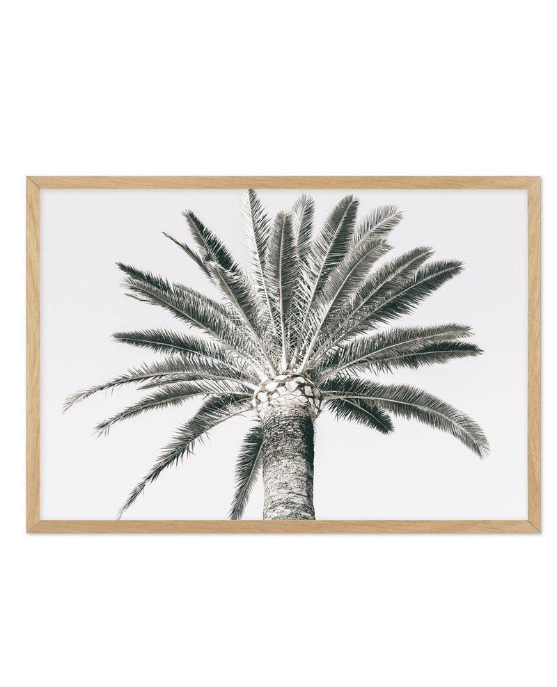 Cannes Palm | LS Art Print-PRINT-Olive et Oriel-Olive et Oriel-A5 | 5.8" x 8.3" | 14.8 x 21cm-Oak-With White Border-Buy-Australian-Art-Prints-Online-with-Olive-et-Oriel-Your-Artwork-Specialists-Austrailia-Decorate-With-Coastal-Photo-Wall-Art-Prints-From-Our-Beach-House-Artwork-Collection-Fine-Poster-and-Framed-Artwork