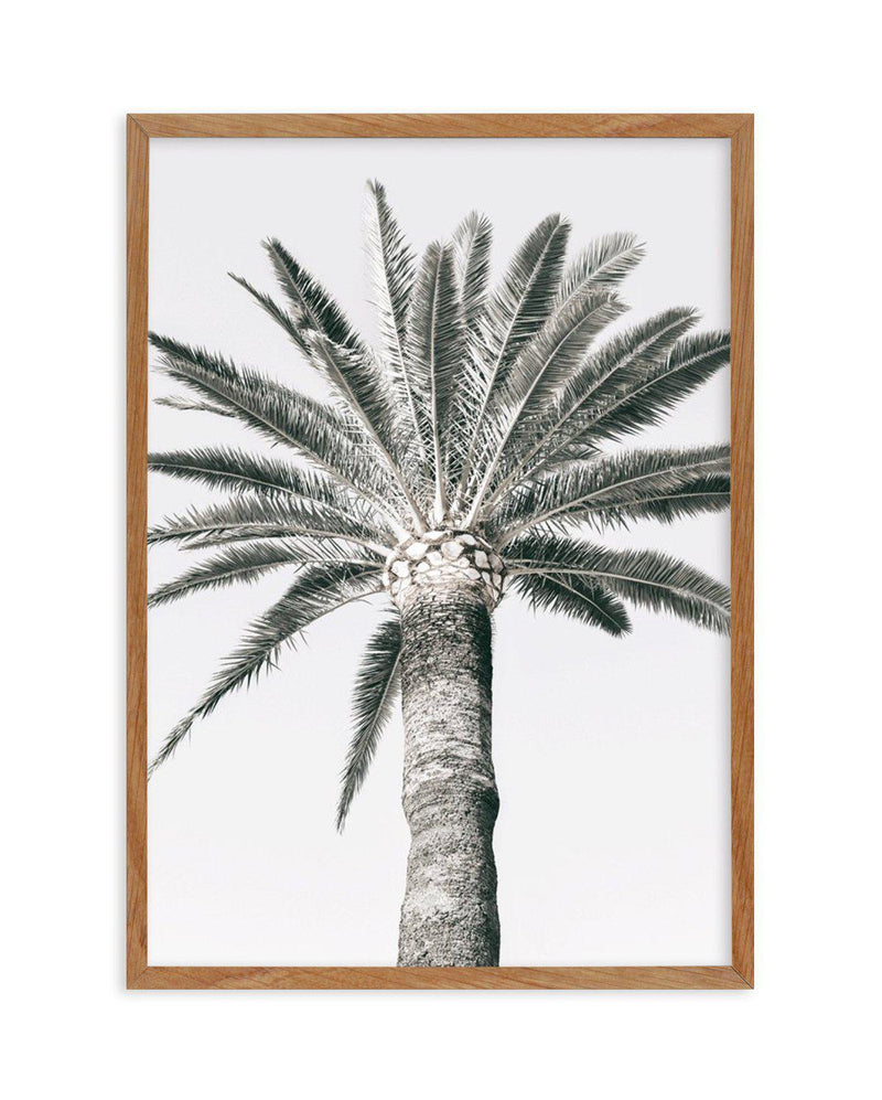 Cannes Palm | PT Art Print-PRINT-Olive et Oriel-Olive et Oriel-50x70 cm | 19.6" x 27.5"-Walnut-With White Border-Buy-Australian-Art-Prints-Online-with-Olive-et-Oriel-Your-Artwork-Specialists-Austrailia-Decorate-With-Coastal-Photo-Wall-Art-Prints-From-Our-Beach-House-Artwork-Collection-Fine-Poster-and-Framed-Artwork