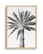 Cannes Palm | PT Art Print-PRINT-Olive et Oriel-Olive et Oriel-A5 | 5.8" x 8.3" | 14.8 x 21cm-Oak-With White Border-Buy-Australian-Art-Prints-Online-with-Olive-et-Oriel-Your-Artwork-Specialists-Austrailia-Decorate-With-Coastal-Photo-Wall-Art-Prints-From-Our-Beach-House-Artwork-Collection-Fine-Poster-and-Framed-Artwork