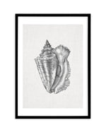 Conch Shell on Linen Art Print-PRINT-Olive et Oriel-Olive et Oriel-A5 | 5.8" x 8.3" | 14.8 x 21cm-Black-With White Border-Buy-Australian-Art-Prints-Online-with-Olive-et-Oriel-Your-Artwork-Specialists-Austrailia-Decorate-With-Coastal-Photo-Wall-Art-Prints-From-Our-Beach-House-Artwork-Collection-Fine-Poster-and-Framed-Artwork