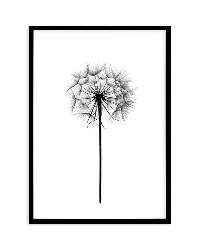 Dandelion Art Print-PRINT-Olive et Oriel-Olive et Oriel-A5 | 5.8" x 8.3" | 14.8 x 21cm-Black-With White Border-Buy-Australian-Art-Prints-Online-with-Olive-et-Oriel-Your-Artwork-Specialists-Austrailia-Decorate-With-Coastal-Photo-Wall-Art-Prints-From-Our-Beach-House-Artwork-Collection-Fine-Poster-and-Framed-Artwork