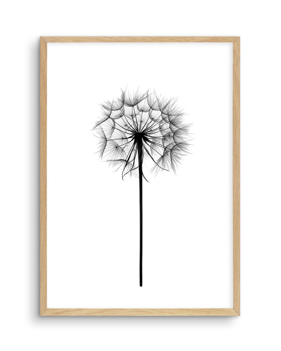 Dandelion Art Print-PRINT-Olive et Oriel-Olive et Oriel-A5 | 5.8" x 8.3" | 14.8 x 21cm-Oak-With White Border-Buy-Australian-Art-Prints-Online-with-Olive-et-Oriel-Your-Artwork-Specialists-Austrailia-Decorate-With-Coastal-Photo-Wall-Art-Prints-From-Our-Beach-House-Artwork-Collection-Fine-Poster-and-Framed-Artwork