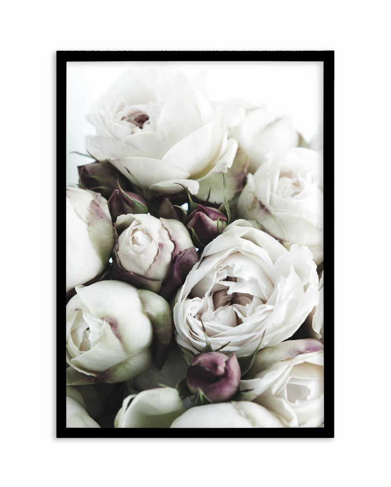 David Austin Roses Art Print-PRINT-Olive et Oriel-Olive et Oriel-A4 | 8.3" x 11.7" | 21 x 29.7cm-Black-With White Border-Buy-Australian-Art-Prints-Online-with-Olive-et-Oriel-Your-Artwork-Specialists-Austrailia-Decorate-With-Coastal-Photo-Wall-Art-Prints-From-Our-Beach-House-Artwork-Collection-Fine-Poster-and-Framed-Artwork