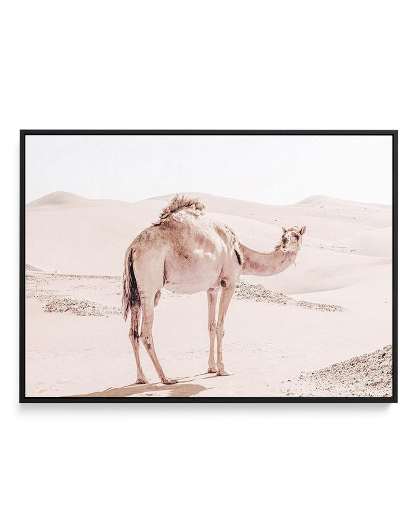 Desert Camels I | Framed Canvas-Shop Australian Art Prints Online with Olive et Oriel - Our collection of Moroccan art prints offer unique wall art including moroccan arches and pink morocco doors of marrakech - this collection will add soft feminine colour to your walls and some may say bohemian style. These traditional morocco landscape photography includes desert scenes of palm trees and camel art prints - there is art on canvas and extra large wall art with fast, free shipping across Austral