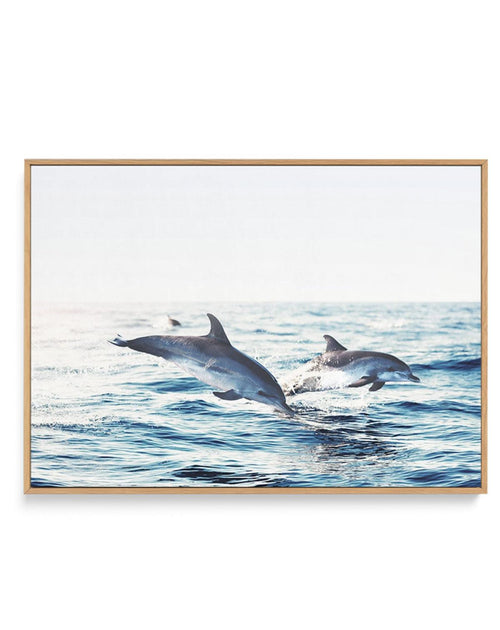 Dolphins | LS | Framed Canvas-CANVAS-You can shop wall art online with Olive et Oriel for everything from abstract art to fun kids wall art. Our beautiful modern art prints and canvas art are available from large canvas prints to wall art paintings and our proudly Australian artwork collection offers only the highest quality framed large wall art and canvas art Australia - You can buy fashion photography prints or Hampton print posters and paintings on canvas from Olive et Oriel and have them de