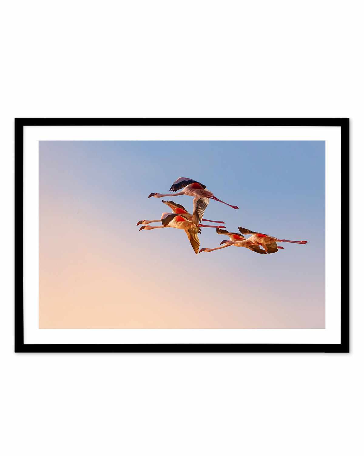 Flamingos in Flight by Phillip Chang Art Print