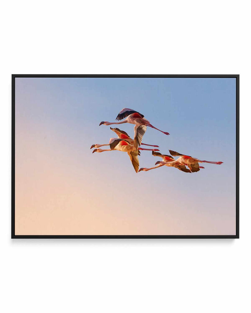 Flamingos in Flight by Phillip Chang | Framed Canvas Art Print