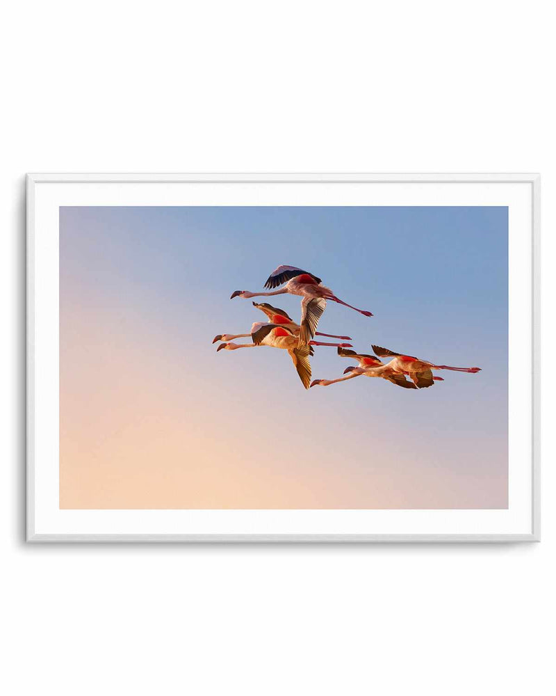 Flamingos in Flight by Phillip Chang Art Print