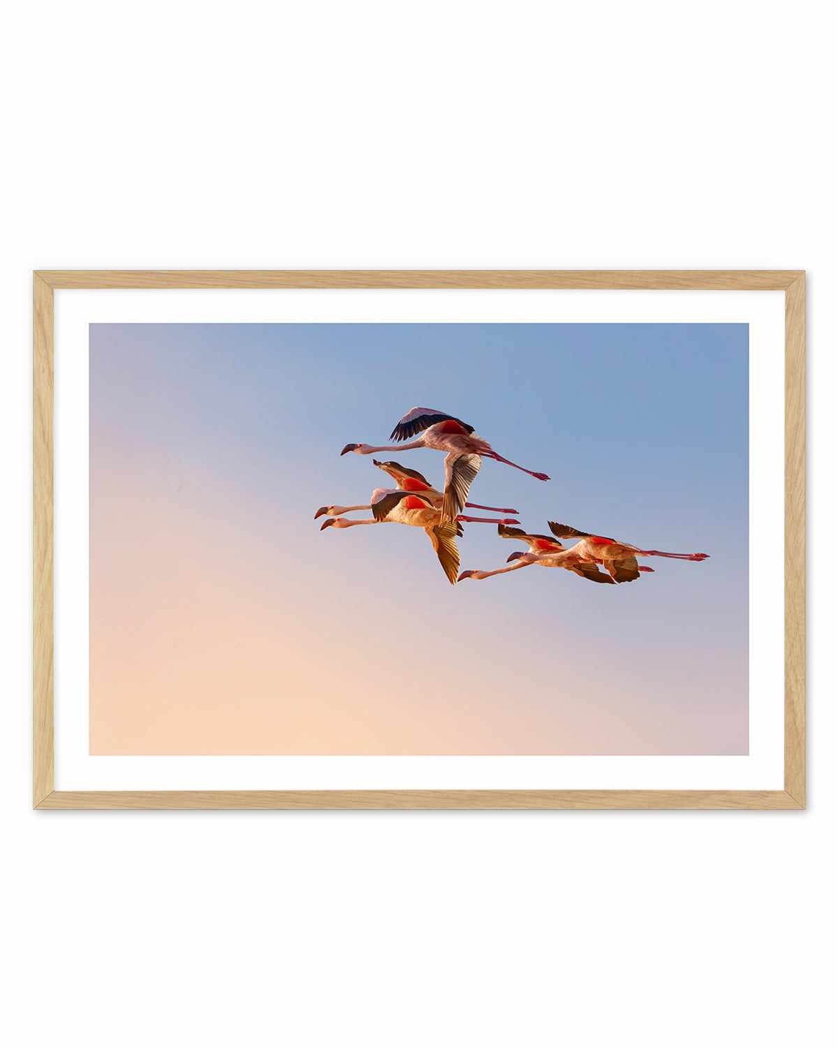 Flamingos in Flight by Phillip Chang Art Print