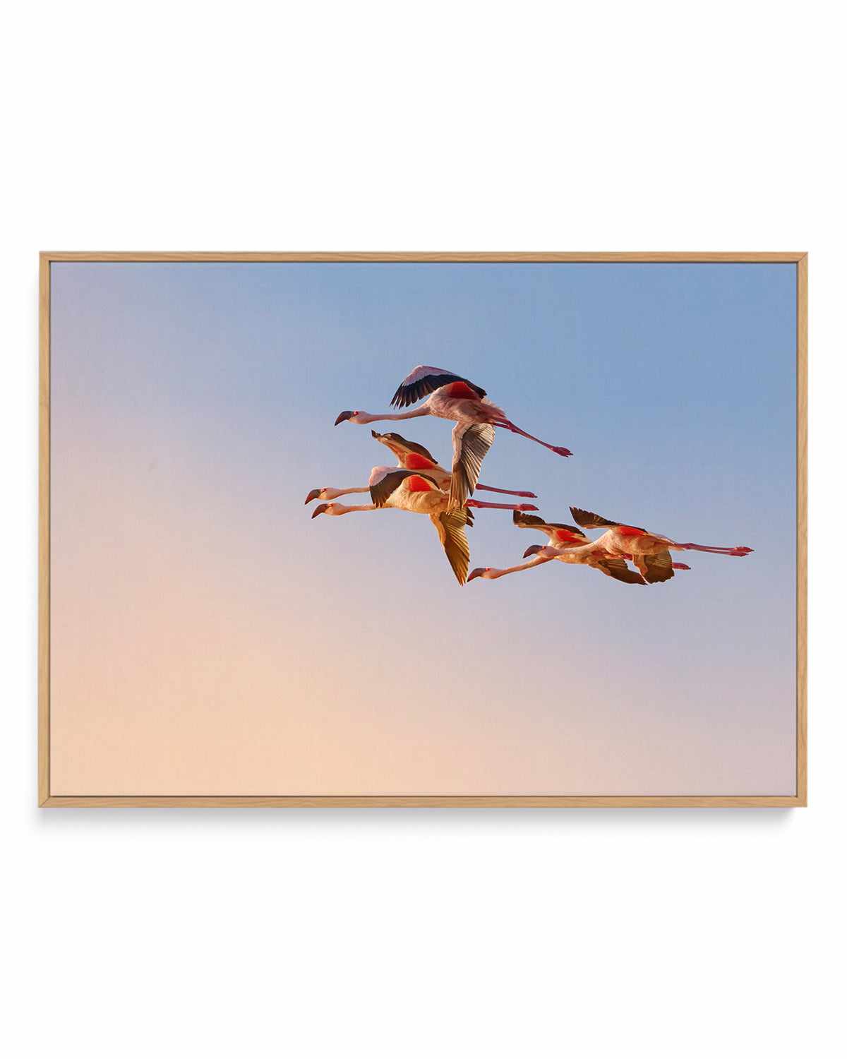 Flamingos in Flight by Phillip Chang | Framed Canvas Art Print