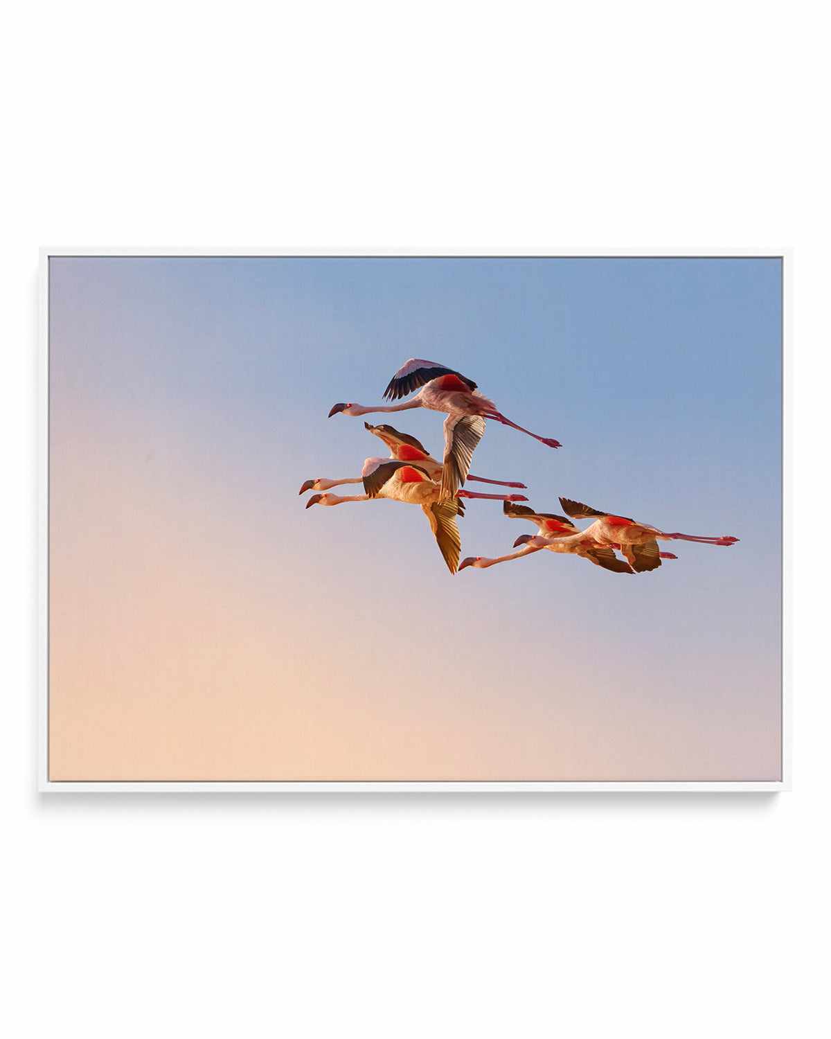 Flamingos in Flight by Phillip Chang | Framed Canvas Art Print