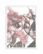 Flowering Gum II Art Print-PRINT-Olive et Oriel-Olive et Oriel-A4 | 8.3" x 11.7" | 21 x 29.7cm-White-With White Border-Buy-Australian-Art-Prints-Online-with-Olive-et-Oriel-Your-Artwork-Specialists-Austrailia-Decorate-With-Coastal-Photo-Wall-Art-Prints-From-Our-Beach-House-Artwork-Collection-Fine-Poster-and-Framed-Artwork