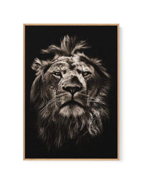 Golden Lion | Framed Canvas-CANVAS-You can shop wall art online with Olive et Oriel for everything from abstract art to fun kids wall art. Our beautiful modern art prints and canvas art are available from large canvas prints to wall art paintings and our proudly Australian artwork collection offers only the highest quality framed large wall art and canvas art Australia - You can buy fashion photography prints or Hampton print posters and paintings on canvas from Olive et Oriel and have them deli