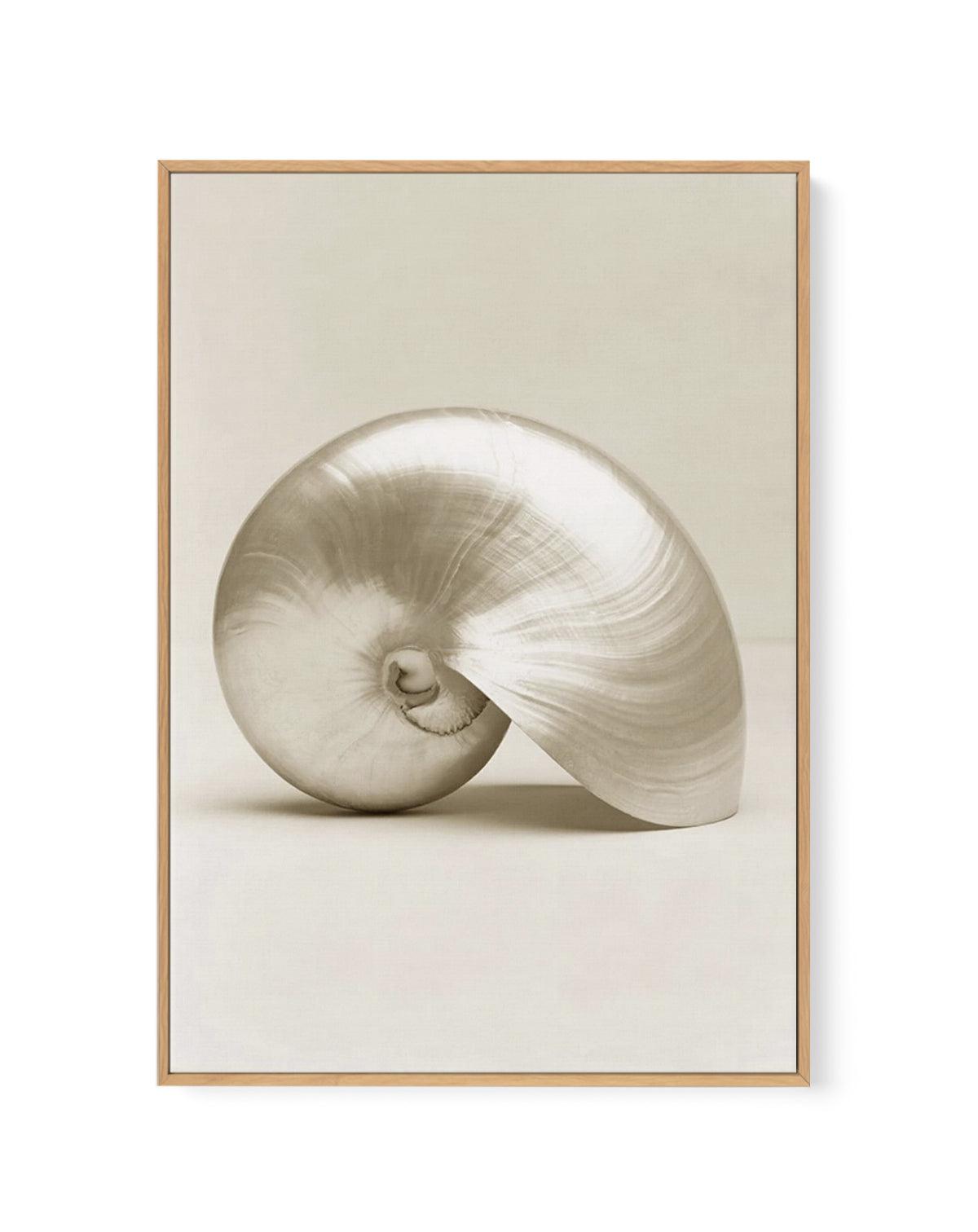 Golden Nautilus | Framed Canvas-CANVAS-You can shop wall art online with Olive et Oriel for everything from abstract art to fun kids wall art. Our beautiful modern art prints and canvas art are available from large canvas prints to wall art paintings and our proudly Australian artwork collection offers only the highest quality framed large wall art and canvas art Australia - You can buy fashion photography prints or Hampton print posters and paintings on canvas from Olive et Oriel and have them 