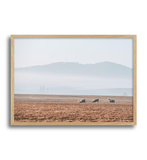 Grazing Lands Art Print-PRINT-Olive et Oriel-Olive et Oriel-A3 | 11.7" x 16.5" | 29.7 x 42 cm-Oak-With White Border-Buy-Australian-Art-Prints-Online-with-Olive-et-Oriel-Your-Artwork-Specialists-Austrailia-Decorate-With-Coastal-Photo-Wall-Art-Prints-From-Our-Beach-House-Artwork-Collection-Fine-Poster-and-Framed-Artwork