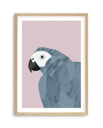 Grey Macaw by Dan Hobday Art Print-PRINT-Olive et Oriel-Dan Hobday-A5 | 5.8" x 8.3" | 14.8 x 21cm-Oak-With White Border-Buy-Australian-Art-Prints-Online-with-Olive-et-Oriel-Your-Artwork-Specialists-Austrailia-Decorate-With-Coastal-Photo-Wall-Art-Prints-From-Our-Beach-House-Artwork-Collection-Fine-Poster-and-Framed-Artwork