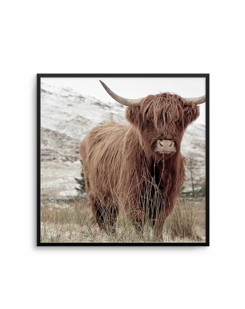 Highlander | SQ Art Print-PRINT-Olive et Oriel-Olive et Oriel-70x70 cm | 27.5" x 27.5"-Black-With White Border-Buy-Australian-Art-Prints-Online-with-Olive-et-Oriel-Your-Artwork-Specialists-Austrailia-Decorate-With-Coastal-Photo-Wall-Art-Prints-From-Our-Beach-House-Artwork-Collection-Fine-Poster-and-Framed-Artwork