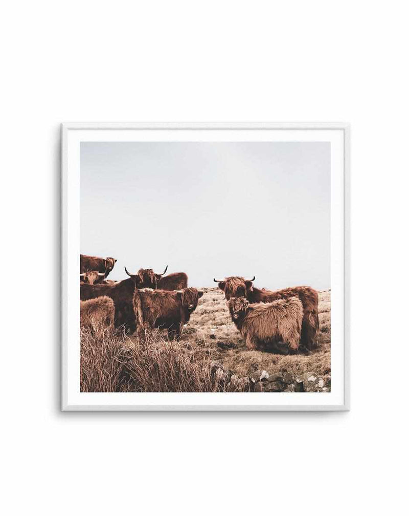 Highlander Herd SQ Art Print-PRINT-Olive et Oriel-Olive et Oriel-Buy-Australian-Art-Prints-Online-with-Olive-et-Oriel-Your-Artwork-Specialists-Austrailia-Decorate-With-Coastal-Photo-Wall-Art-Prints-From-Our-Beach-House-Artwork-Collection-Fine-Poster-and-Framed-Artwork