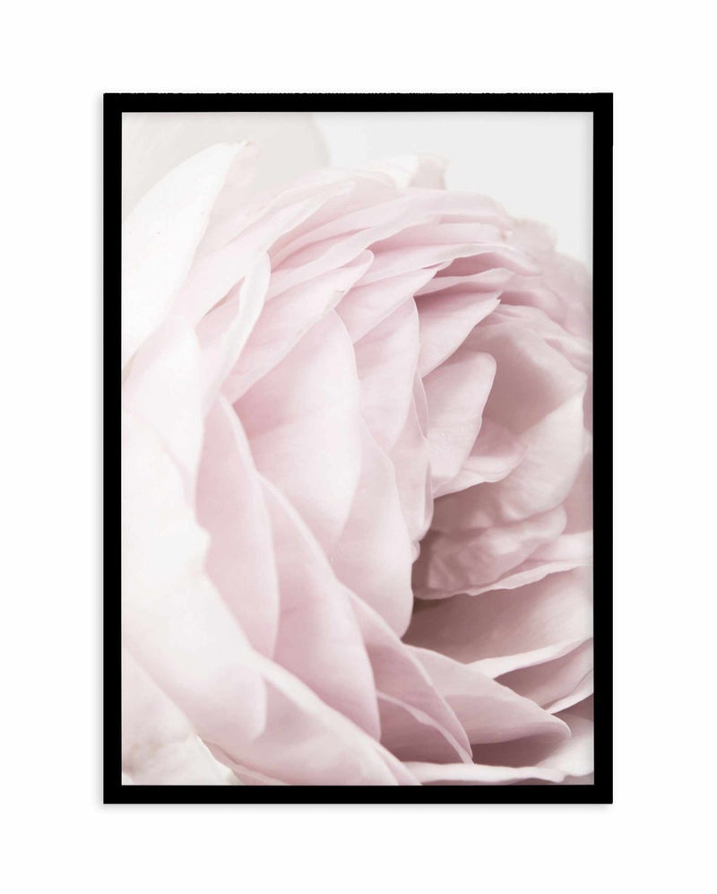 Heritage Rose Art Print-PRINT-Olive et Oriel-Olive et Oriel-A4 | 8.3" x 11.7" | 21 x 29.7cm-Black-With White Border-Buy-Australian-Art-Prints-Online-with-Olive-et-Oriel-Your-Artwork-Specialists-Austrailia-Decorate-With-Coastal-Photo-Wall-Art-Prints-From-Our-Beach-House-Artwork-Collection-Fine-Poster-and-Framed-Artwork