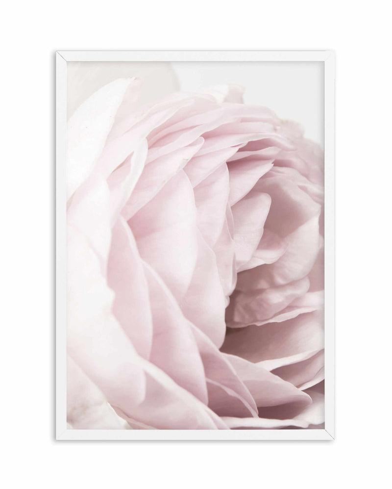 Heritage Rose Art Print-PRINT-Olive et Oriel-Olive et Oriel-A4 | 8.3" x 11.7" | 21 x 29.7cm-White-With White Border-Buy-Australian-Art-Prints-Online-with-Olive-et-Oriel-Your-Artwork-Specialists-Austrailia-Decorate-With-Coastal-Photo-Wall-Art-Prints-From-Our-Beach-House-Artwork-Collection-Fine-Poster-and-Framed-Artwork