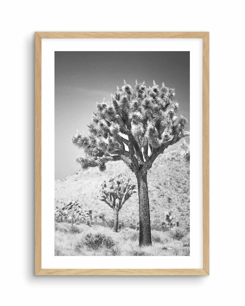 Joshua Tree III | B&W Art Print-PRINT-Olive et Oriel-Olive et Oriel-A4 | 8.3" x 11.7" | 21 x 29.7cm-Oak-With White Border-Buy-Australian-Art-Prints-Online-with-Olive-et-Oriel-Your-Artwork-Specialists-Austrailia-Decorate-With-Coastal-Photo-Wall-Art-Prints-From-Our-Beach-House-Artwork-Collection-Fine-Poster-and-Framed-Artwork