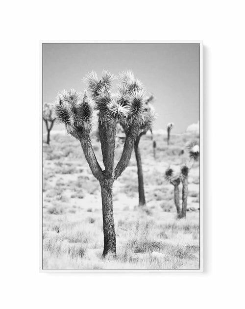 Joshua Tree II | B&W | Framed Canvas-CANVAS-You can shop wall art online with Olive et Oriel for everything from abstract art to fun kids wall art. Our beautiful modern art prints and canvas art are available from large canvas prints to wall art paintings and our proudly Australian artwork collection offers only the highest quality framed large wall art and canvas art Australia - You can buy fashion photography prints or Hampton print posters and paintings on canvas from Olive et Oriel and have 