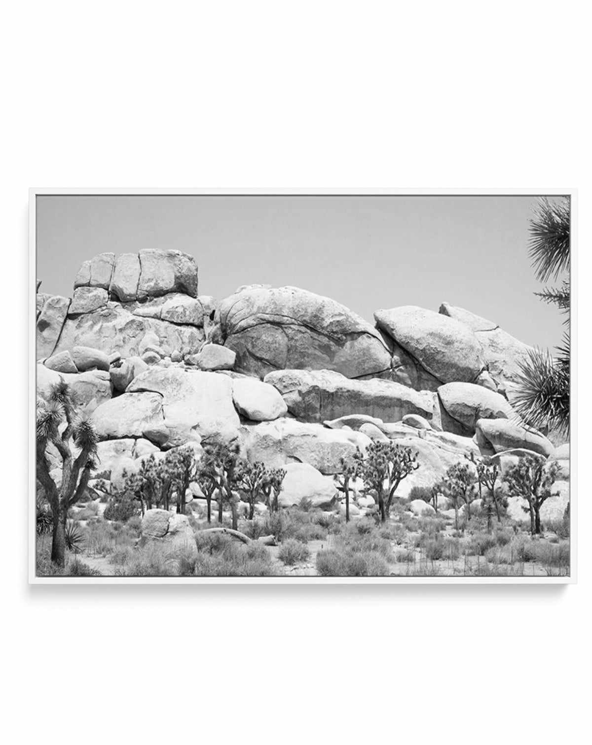 Joshua Tree I | B&W | Framed Canvas-CANVAS-You can shop wall art online with Olive et Oriel for everything from abstract art to fun kids wall art. Our beautiful modern art prints and canvas art are available from large canvas prints to wall art paintings and our proudly Australian artwork collection offers only the highest quality framed large wall art and canvas art Australia - You can buy fashion photography prints or Hampton print posters and paintings on canvas from Olive et Oriel and have t