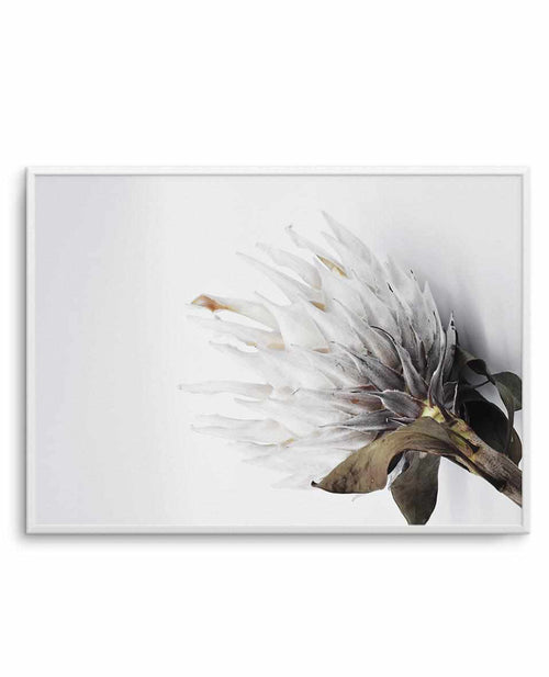King Protea II Art Print-PRINT-Olive et Oriel-Olive et Oriel-A4 | 8.3" x 11.7" | 21 x 29.7cm-Unframed Art Print-With White Border-Buy-Australian-Art-Prints-Online-with-Olive-et-Oriel-Your-Artwork-Specialists-Austrailia-Decorate-With-Coastal-Photo-Wall-Art-Prints-From-Our-Beach-House-Artwork-Collection-Fine-Poster-and-Framed-Artwork