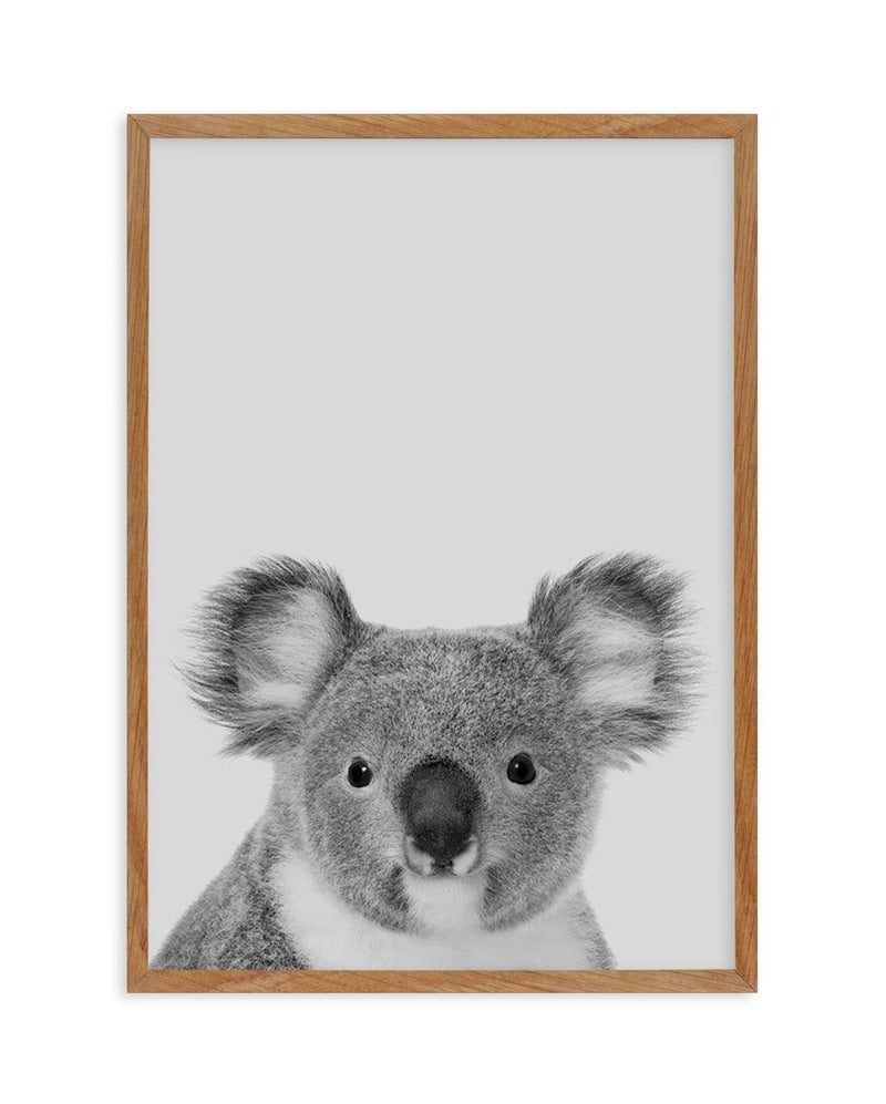 Koala | Grey Art Print-PRINT-Olive et Oriel-Olive et Oriel-50x70 cm | 19.6" x 27.5"-Walnut-With White Border-Buy-Australian-Art-Prints-Online-with-Olive-et-Oriel-Your-Artwork-Specialists-Austrailia-Decorate-With-Coastal-Photo-Wall-Art-Prints-From-Our-Beach-House-Artwork-Collection-Fine-Poster-and-Framed-Artwork