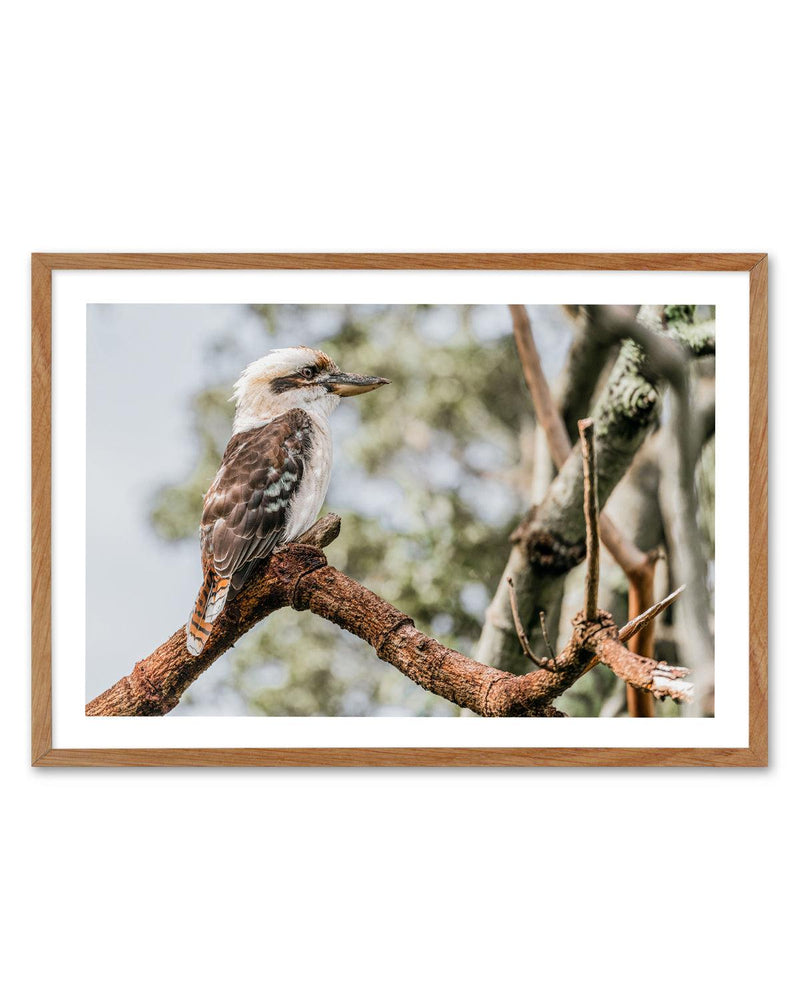 Kookaburras II Art Print-PRINT-Olive et Oriel-Olive et Oriel-50x70 cm | 19.6" x 27.5"-Walnut-With White Border-Buy-Australian-Art-Prints-Online-with-Olive-et-Oriel-Your-Artwork-Specialists-Austrailia-Decorate-With-Coastal-Photo-Wall-Art-Prints-From-Our-Beach-House-Artwork-Collection-Fine-Poster-and-Framed-Artwork