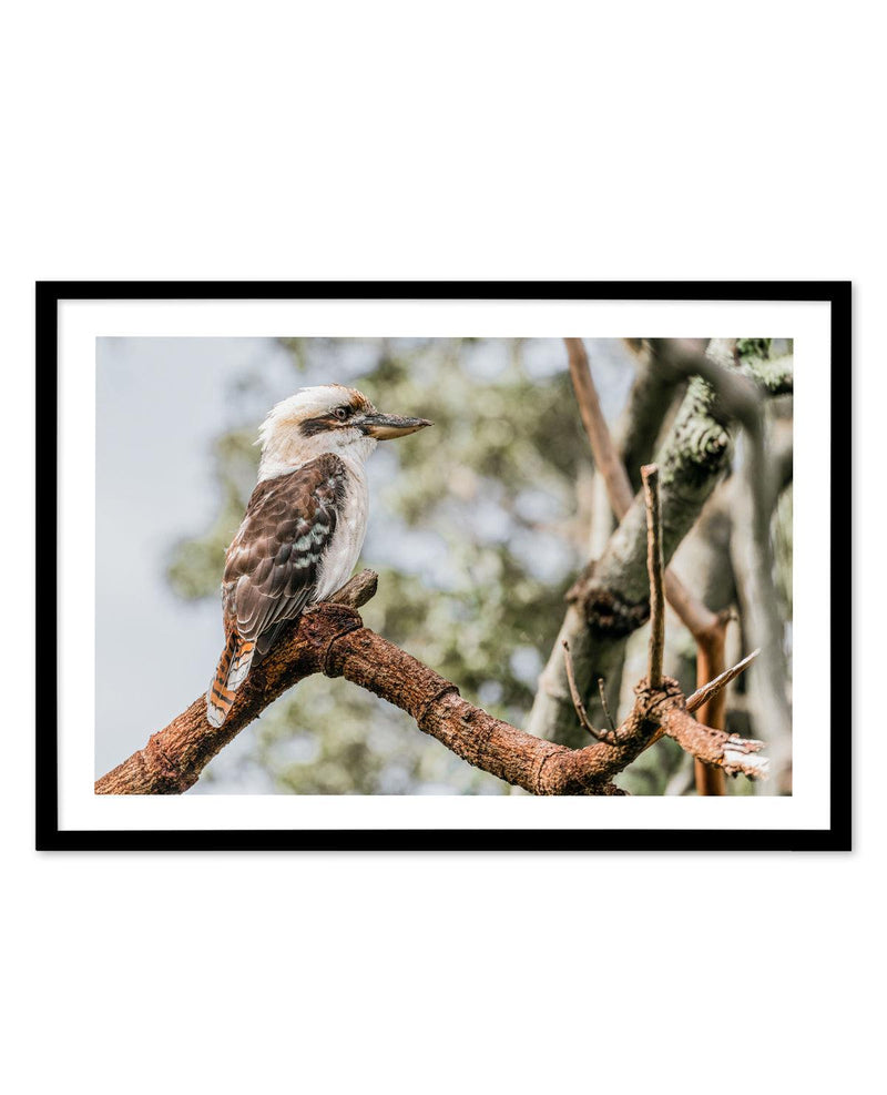 Kookaburras II Art Print-PRINT-Olive et Oriel-Olive et Oriel-A5 | 5.8" x 8.3" | 14.8 x 21cm-Black-With White Border-Buy-Australian-Art-Prints-Online-with-Olive-et-Oriel-Your-Artwork-Specialists-Austrailia-Decorate-With-Coastal-Photo-Wall-Art-Prints-From-Our-Beach-House-Artwork-Collection-Fine-Poster-and-Framed-Artwork