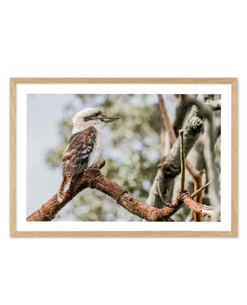 Kookaburras II Art Print-PRINT-Olive et Oriel-Olive et Oriel-A5 | 5.8" x 8.3" | 14.8 x 21cm-Oak-With White Border-Buy-Australian-Art-Prints-Online-with-Olive-et-Oriel-Your-Artwork-Specialists-Austrailia-Decorate-With-Coastal-Photo-Wall-Art-Prints-From-Our-Beach-House-Artwork-Collection-Fine-Poster-and-Framed-Artwork