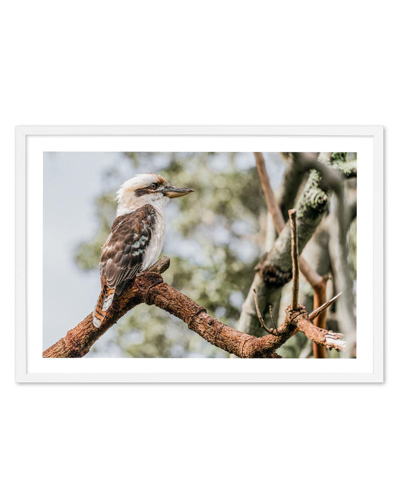 Kookaburras II Art Print-PRINT-Olive et Oriel-Olive et Oriel-A5 | 5.8" x 8.3" | 14.8 x 21cm-White-With White Border-Buy-Australian-Art-Prints-Online-with-Olive-et-Oriel-Your-Artwork-Specialists-Austrailia-Decorate-With-Coastal-Photo-Wall-Art-Prints-From-Our-Beach-House-Artwork-Collection-Fine-Poster-and-Framed-Artwork