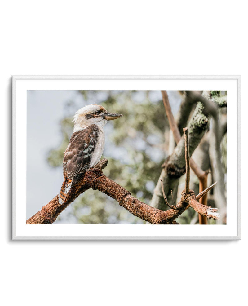 Kookaburras II Art Print-PRINT-Olive et Oriel-Olive et Oriel-Buy-Australian-Art-Prints-Online-with-Olive-et-Oriel-Your-Artwork-Specialists-Austrailia-Decorate-With-Coastal-Photo-Wall-Art-Prints-From-Our-Beach-House-Artwork-Collection-Fine-Poster-and-Framed-Artwork