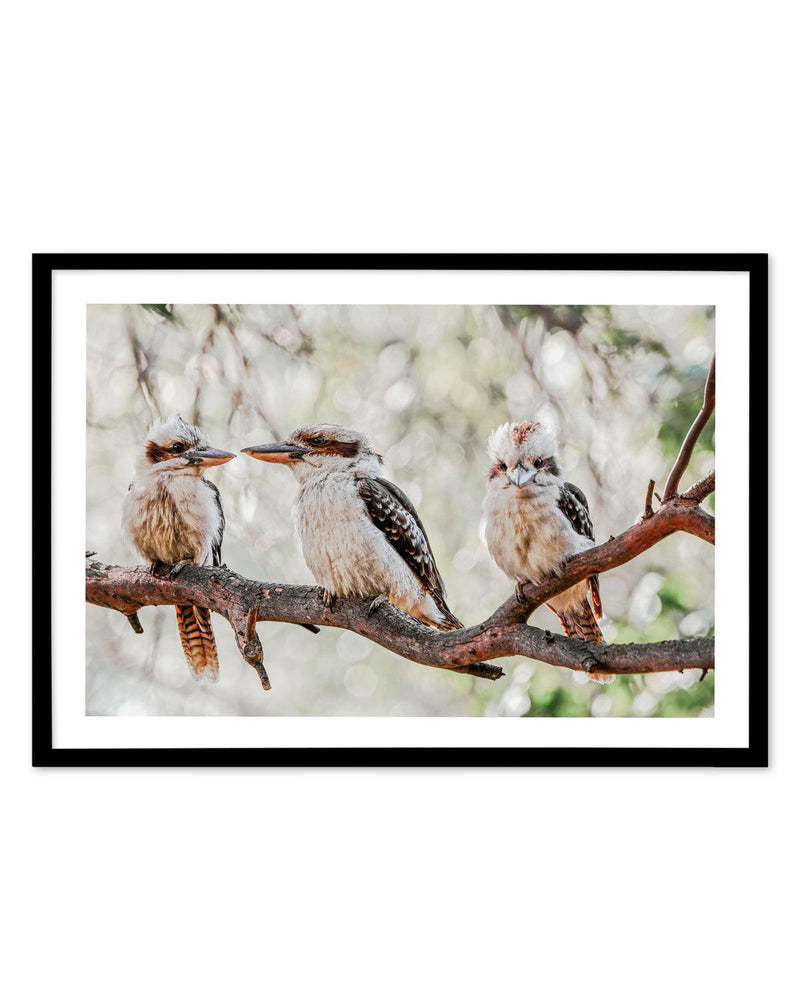 Kookaburras III Art Print-PRINT-Olive et Oriel-Olive et Oriel-A5 | 5.8" x 8.3" | 14.8 x 21cm-Black-With White Border-Buy-Australian-Art-Prints-Online-with-Olive-et-Oriel-Your-Artwork-Specialists-Austrailia-Decorate-With-Coastal-Photo-Wall-Art-Prints-From-Our-Beach-House-Artwork-Collection-Fine-Poster-and-Framed-Artwork