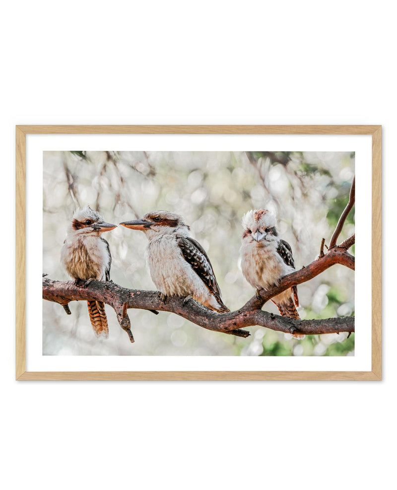 Kookaburras III Art Print-PRINT-Olive et Oriel-Olive et Oriel-A5 | 5.8" x 8.3" | 14.8 x 21cm-Oak-With White Border-Buy-Australian-Art-Prints-Online-with-Olive-et-Oriel-Your-Artwork-Specialists-Austrailia-Decorate-With-Coastal-Photo-Wall-Art-Prints-From-Our-Beach-House-Artwork-Collection-Fine-Poster-and-Framed-Artwork