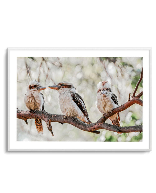 Kookaburras III Art Print-PRINT-Olive et Oriel-Olive et Oriel-Buy-Australian-Art-Prints-Online-with-Olive-et-Oriel-Your-Artwork-Specialists-Austrailia-Decorate-With-Coastal-Photo-Wall-Art-Prints-From-Our-Beach-House-Artwork-Collection-Fine-Poster-and-Framed-Artwork