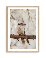 Kookaburras I Art Print-PRINT-Olive et Oriel-Olive et Oriel-A5 | 5.8" x 8.3" | 14.8 x 21cm-Oak-With White Border-Buy-Australian-Art-Prints-Online-with-Olive-et-Oriel-Your-Artwork-Specialists-Austrailia-Decorate-With-Coastal-Photo-Wall-Art-Prints-From-Our-Beach-House-Artwork-Collection-Fine-Poster-and-Framed-Artwork