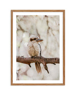 Kookaburras I Art Print-PRINT-Olive et Oriel-Olive et Oriel-50x70 cm | 19.6" x 27.5"-Walnut-With White Border-Buy-Australian-Art-Prints-Online-with-Olive-et-Oriel-Your-Artwork-Specialists-Austrailia-Decorate-With-Coastal-Photo-Wall-Art-Prints-From-Our-Beach-House-Artwork-Collection-Fine-Poster-and-Framed-Artwork