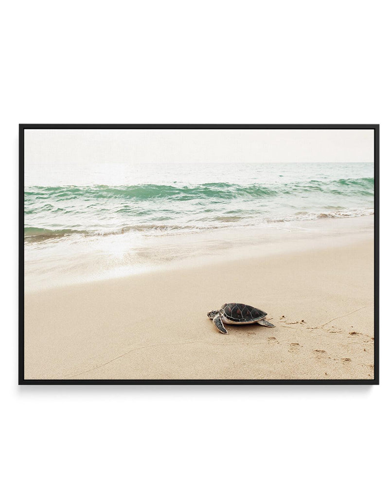 Little Turtle III | Framed Canvas-CANVAS-You can shop wall art online with Olive et Oriel for everything from abstract art to fun kids wall art. Our beautiful modern art prints and canvas art are available from large canvas prints to wall art paintings and our proudly Australian artwork collection offers only the highest quality framed large wall art and canvas art Australia - You can buy fashion photography prints or Hampton print posters and paintings on canvas from Olive et Oriel and have the