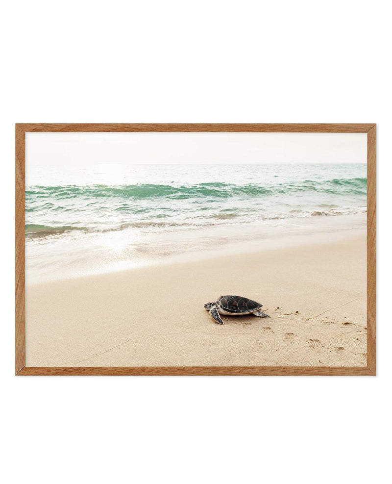 Little Turtle III Art Print-PRINT-Olive et Oriel-Olive et Oriel-50x70 cm | 19.6" x 27.5"-Walnut-With White Border-Buy-Australian-Art-Prints-Online-with-Olive-et-Oriel-Your-Artwork-Specialists-Austrailia-Decorate-With-Coastal-Photo-Wall-Art-Prints-From-Our-Beach-House-Artwork-Collection-Fine-Poster-and-Framed-Artwork