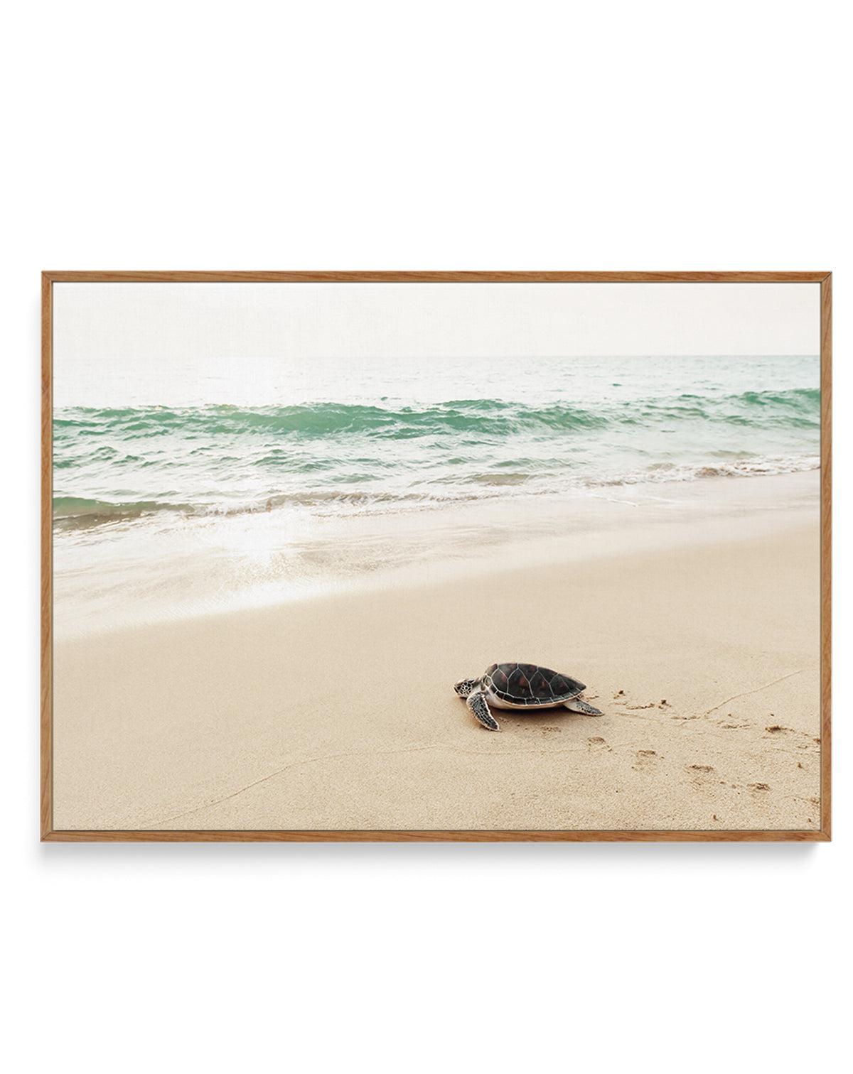 Little Turtle III | Framed Canvas-CANVAS-You can shop wall art online with Olive et Oriel for everything from abstract art to fun kids wall art. Our beautiful modern art prints and canvas art are available from large canvas prints to wall art paintings and our proudly Australian artwork collection offers only the highest quality framed large wall art and canvas art Australia - You can buy fashion photography prints or Hampton print posters and paintings on canvas from Olive et Oriel and have the